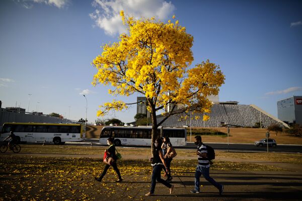 Comme des nuages jaunes: la floraison des ipés au Brésil - Sputnik Afrique