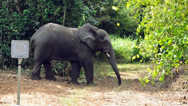 Un éléphant en Côte d'Ivoire - Sputnik Afrique