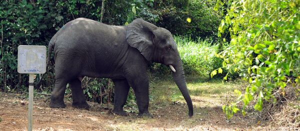 Un éléphant en Côte d'Ivoire - Sputnik Afrique