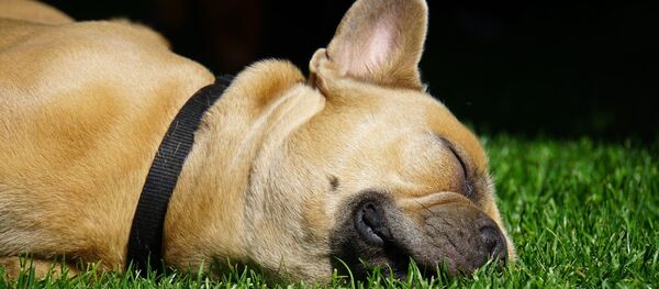 Un bouledogue français - Sputnik Afrique