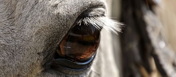 Cheval (image d'illustration) Cheval (image d'illustration) - Sputnik Afrique
