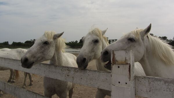 Des chevaux de Camargue (archive photo) - Sputnik Afrique
