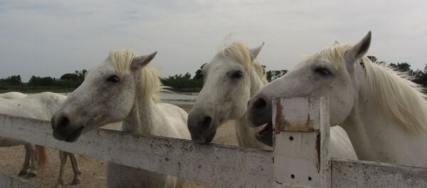 Des chevaux de Camargue (archive photo) - Sputnik Afrique