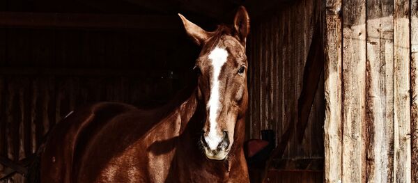 un cheval - Sputnik Afrique