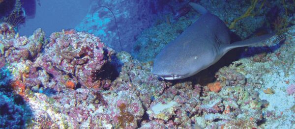 Requin nourrice  - Sputnik Afrique