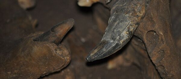 Un ours des cavernes (image d'illustration) - Sputnik Afrique