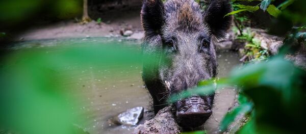 Sanglier - Sputnik Afrique
