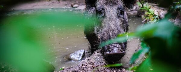 Sanglier - Sputnik Afrique