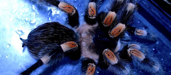 Brachypelma smithi - Sputnik Afrique