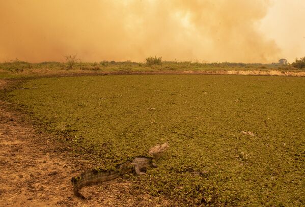 La faune du Brésil paie un lourd tribut aux feux de forêt

 - Sputnik Afrique
