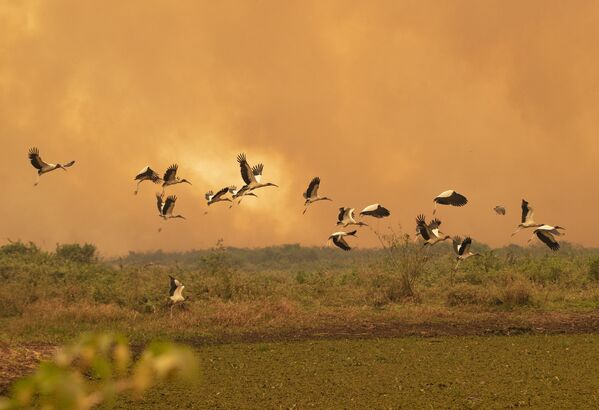 La faune du Brésil paie un lourd tribut aux feux de forêt

 - Sputnik Afrique