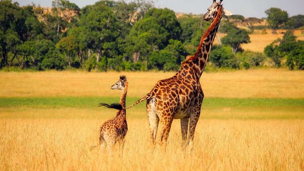 girafe - Sputnik Afrique