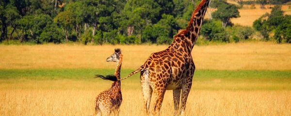 girafe - Sputnik Afrique