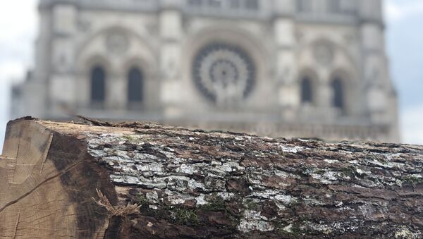 La charpente de Notre-Dame-de-Paris sera reconstruite à l'identique, en chêne - Sputnik Afrique