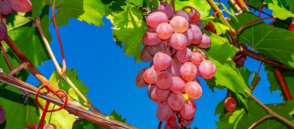 Raisins - Sputnik Afrique