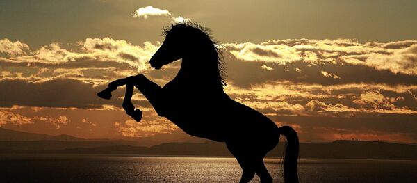 Un cheval - Sputnik Afrique