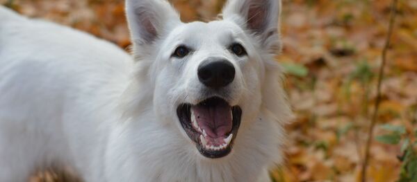 Berger blanc suisse - Sputnik Afrique