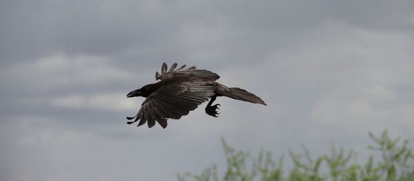 Une corneille - Sputnik Afrique