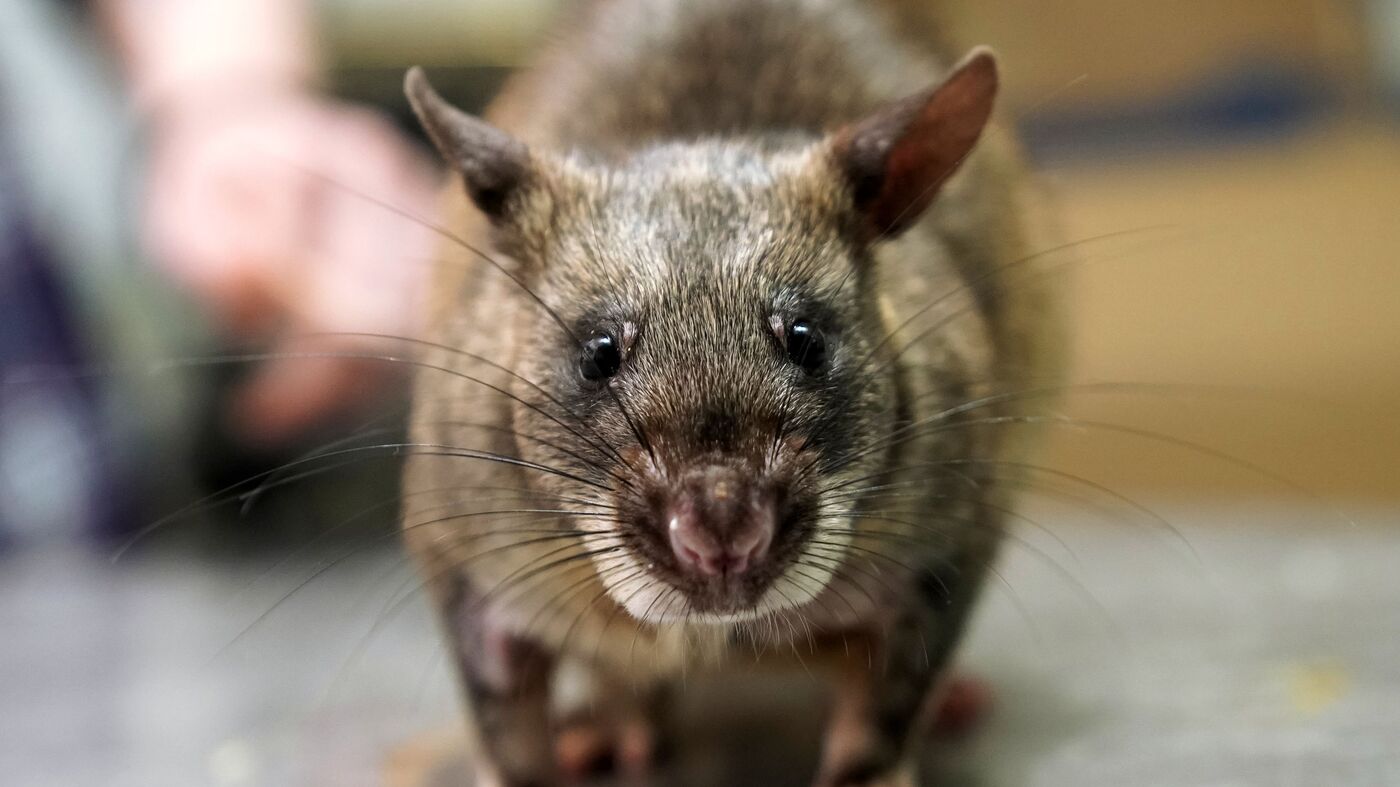 Un “rat géant” découvert dans les égouts de Mexico City, Insolite