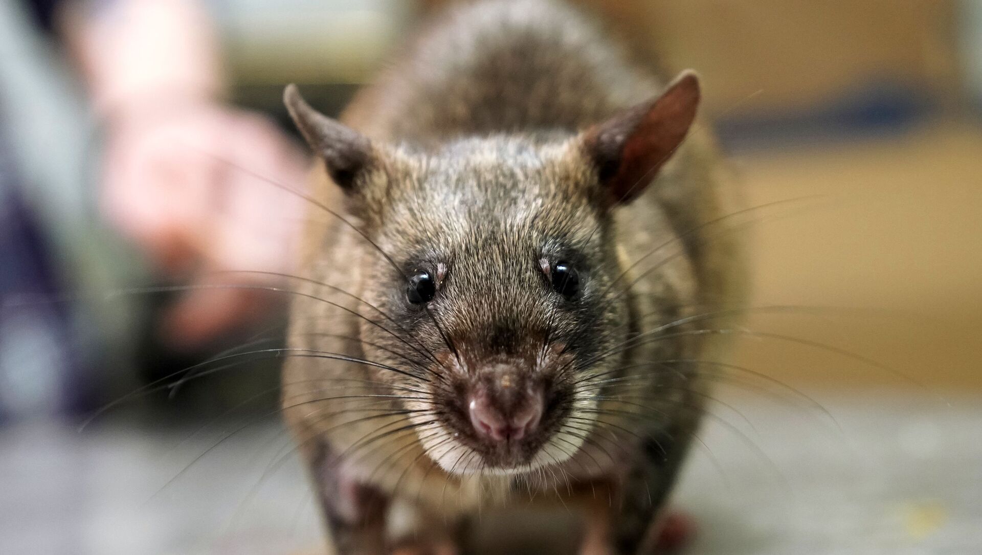 La maladie du rat inquiète à Paris, à quatre ans des Jeux Olympiques 02.10.2020, Sputnik Afrique La maladie du rat inquiète à Paris, à quatre ans des Jeux Olympiques 02.10.2020, Sputnik Afrique