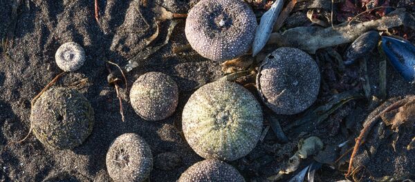 Des oursins échoués sur la côte du golfe Avatchinski, au Kamtchatka, le 4 octobre 2020 - Sputnik Afrique