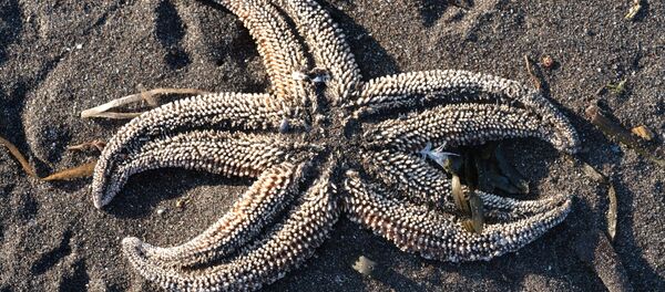Une étoile de mer rejetée sur la côte du golfe Avatchinski, au Kamtchatka (4 octobre 2020) - Sputnik Afrique