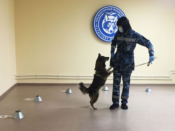 Détecter le Covid-19 par l’odorat: comment la Russie entraîne des chiens à flairer le coronavirus – reportage Détecter le Covid-19 par l’odorat: comment la Russie entraîne des chiens à flairer le coronavirus – reportage - Sputnik Afrique