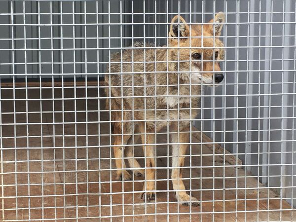 Détecter le Covid-19 par l’odorat: comment la Russie entraîne des chiens à flairer le coronavirus – reportage Détecter le Covid-19 par l’odorat: comment la Russie entraîne des chiens à flairer le coronavirus – reportage - Sputnik Afrique