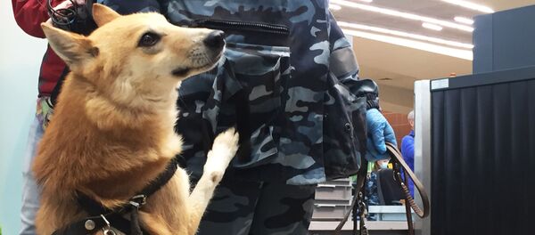 Le Chalaïka, un hybride issu du croisement de chacals et de laïkas, à l’aéroport Cheremetievo de Moscou - Sputnik Afrique