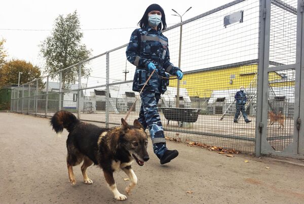 Détecter le Covid-19 par l’odorat: comment la Russie entraîne des chiens à flairer le coronavirus – reportage Détecter le Covid-19 par l’odorat: comment la Russie entraîne des chiens à flairer le coronavirus – reportage - Sputnik Afrique