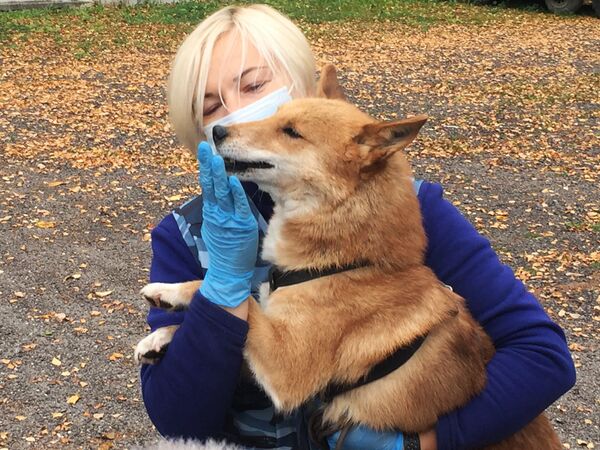 Détecter le Covid-19 par l’odorat: comment la Russie entraîne des chiens à flairer le coronavirus – reportage Détecter le Covid-19 par l’odorat: comment la Russie entraîne des chiens à flairer le coronavirus – reportage - Sputnik Afrique
