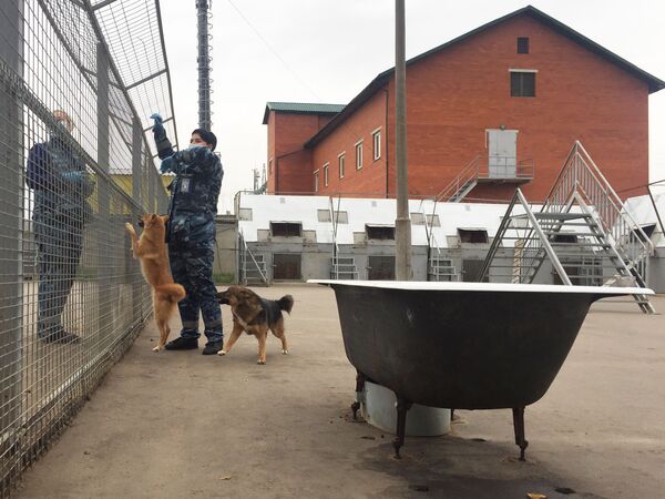 Détecter le Covid-19 par l’odorat: comment la Russie entraîne des chiens à flairer le coronavirus – reportage Détecter le Covid-19 par l’odorat: comment la Russie entraîne des chiens à flairer le coronavirus – reportage - Sputnik Afrique