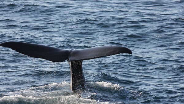 Baleine, image d'illustration  - Sputnik Afrique