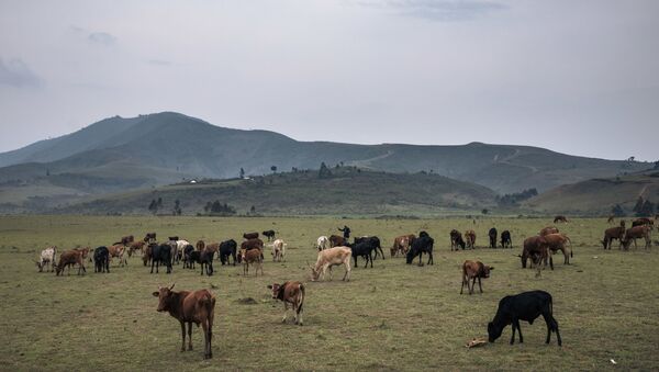 Un troupeau sur les terres de Minembwe, dans le Sud-Kivu en RDC - Sputnik Afrique