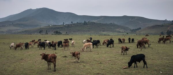 Un troupeau sur les terres de Minembwe, dans le Sud-Kivu en RDC - Sputnik Afrique