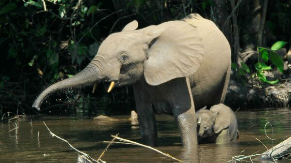 Éléphant de forêt d'Afrique - Sputnik Afrique