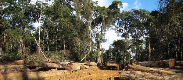 La forêt camerounaise - Sputnik Afrique