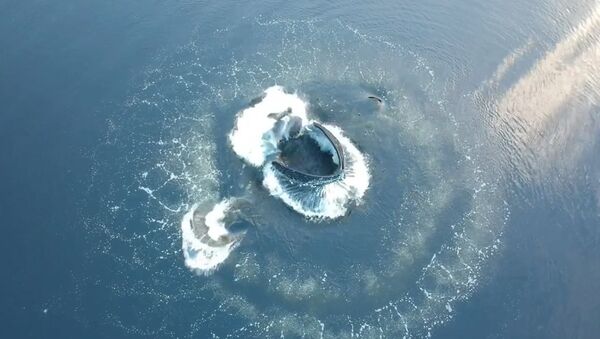 Une baleine à bosse sort de l'eau au milieu d’un «anneau de bulles»  - Sputnik Afrique