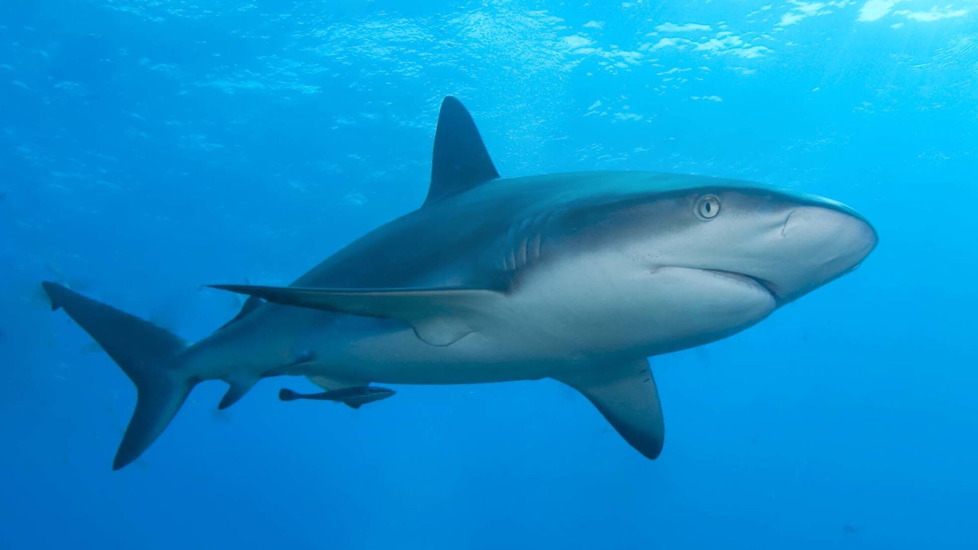 Le grand requin marteau, l'un des plus grands prédateurs de Floride 