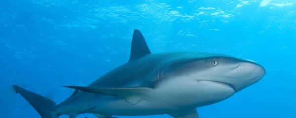 Requin de récif  - Sputnik Afrique