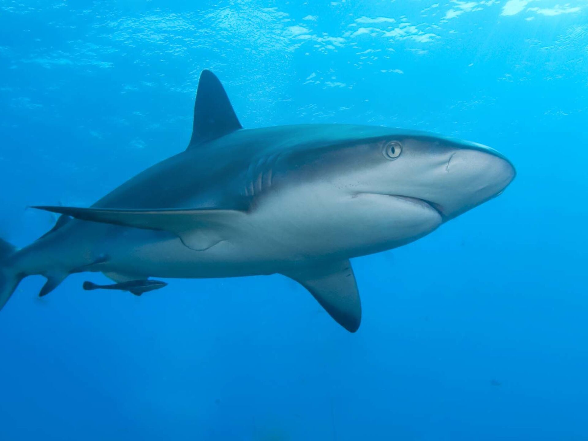 Morsures de requins : une combinaison mise au point en Australie