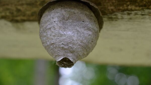 Nid de guêpe - Sputnik Afrique