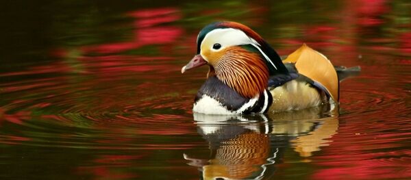 Un canard mandarin - Sputnik Afrique