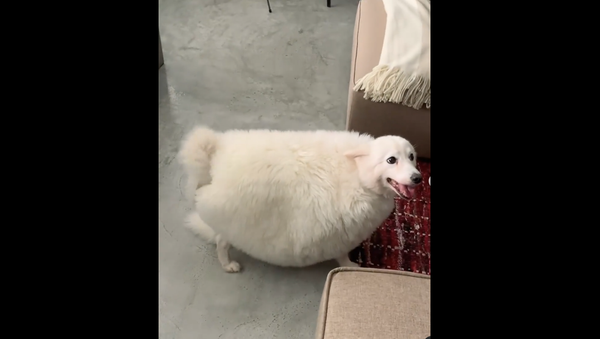 Dog in a fur coat - Sputnik Afrique