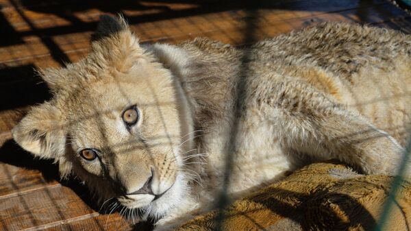 Simba - Sputnik Afrique