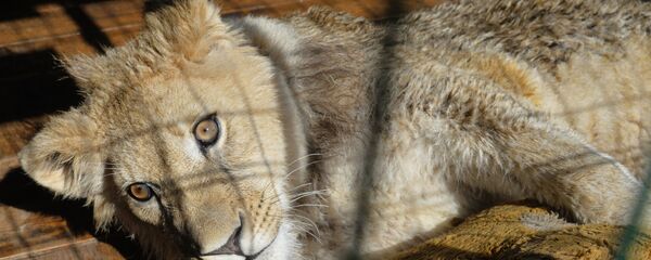 Simba - Sputnik Afrique