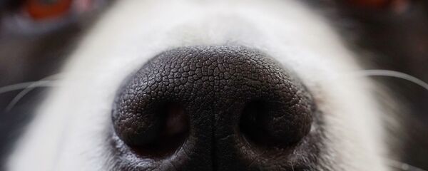 Le nez d'un chien - Sputnik Afrique
