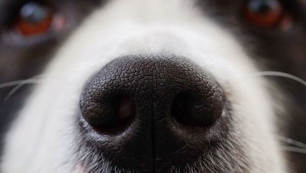 Le nez d'un chien - Sputnik Afrique