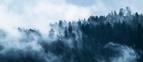 Forêt en brouillard Forêt en brouillard - Sputnik Afrique