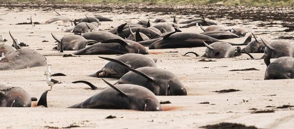 Baleines échouées en Nouvelle-Zélande - Sputnik Afrique
